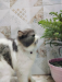 Punch face cat